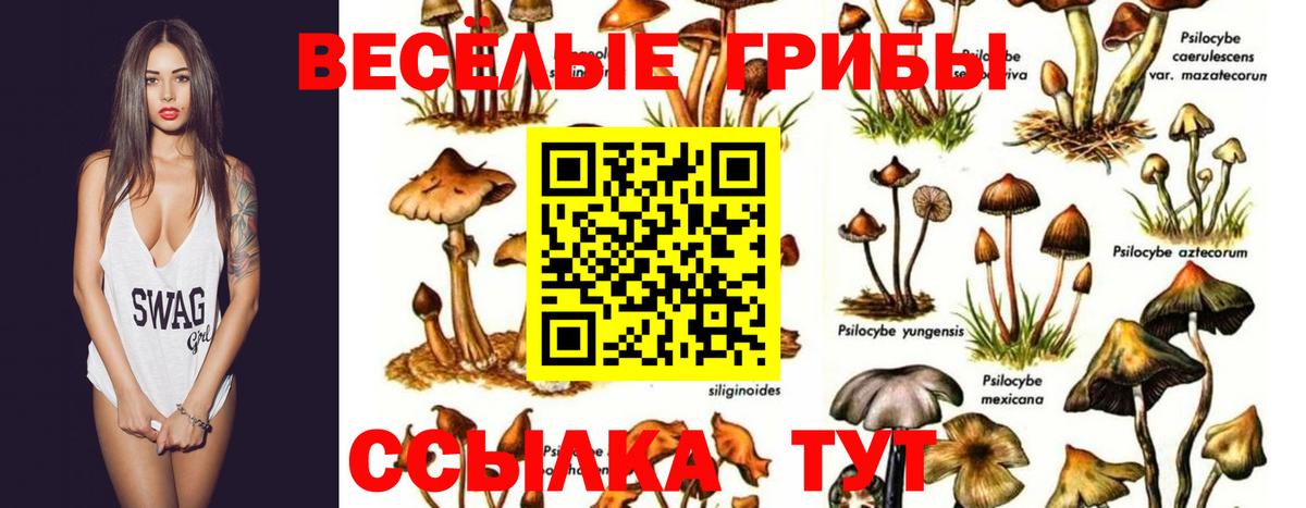 Псилоцибиновые грибы Psilocybe Обь
